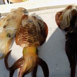 フィッシングボート空風(そらかぜ) 釣果