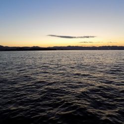 フィッシングボート空風(そらかぜ) 釣果