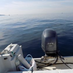 フィッシングボート空風(そらかぜ) 釣果