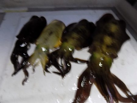 フィッシングボート空風(そらかぜ) 釣果