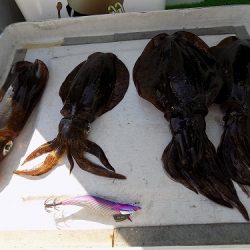 フィッシングボート空風(そらかぜ) 釣果