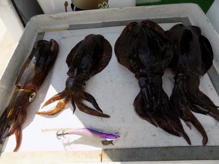 フィッシングボート空風（そらかぜ） 釣果