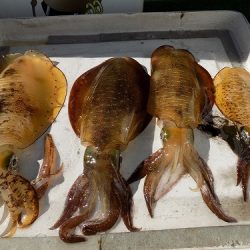 フィッシングボート空風(そらかぜ) 釣果