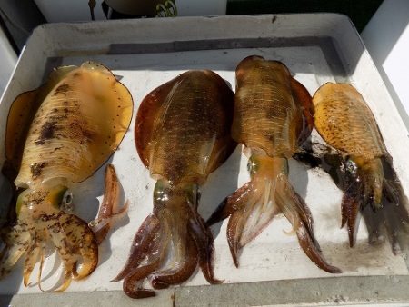 フィッシングボート空風（そらかぜ） 釣果