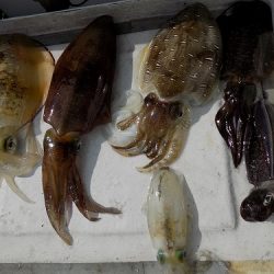 フィッシングボート空風(そらかぜ) 釣果