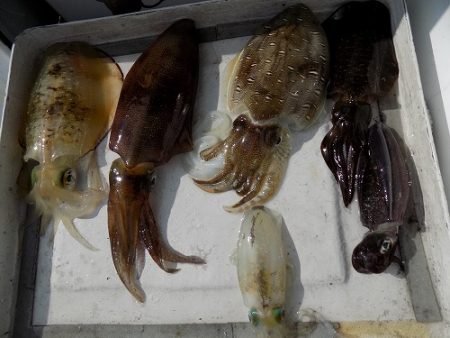 フィッシングボート空風(そらかぜ) 釣果