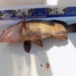 フィッシングボート空風（そらかぜ） 釣果