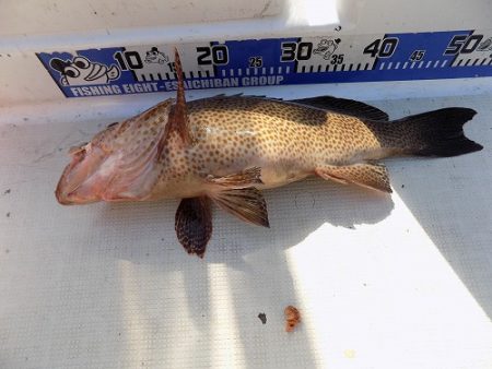 フィッシングボート空風（そらかぜ） 釣果