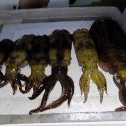 フィッシングボート空風(そらかぜ) 釣果