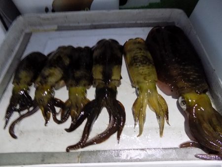 フィッシングボート空風(そらかぜ) 釣果