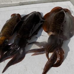 フィッシングボート空風（そらかぜ） 釣果