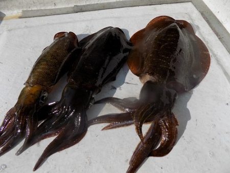 フィッシングボート空風（そらかぜ） 釣果