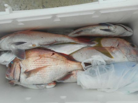 大進丸（愛知） 釣果