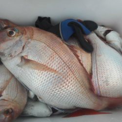 大進丸（愛知） 釣果