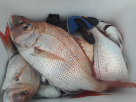 大進丸（愛知） 釣果