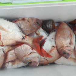 大進丸（愛知） 釣果