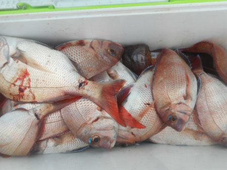 大進丸（愛知） 釣果