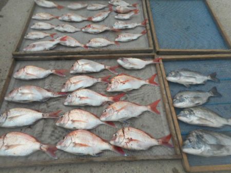 大進丸（愛知） 釣果