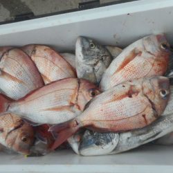 大進丸（愛知） 釣果