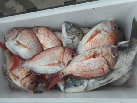 大進丸（愛知） 釣果