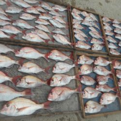 大進丸（愛知） 釣果