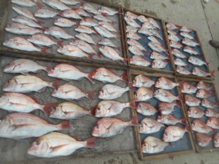 大進丸（愛知） 釣果