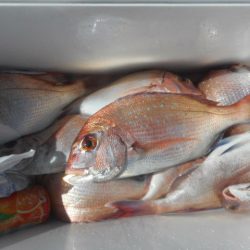 大進丸（愛知） 釣果