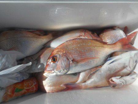 大進丸（愛知） 釣果