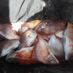 大進丸（愛知） 釣果