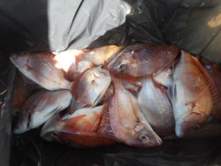 大進丸（愛知） 釣果