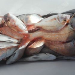 大進丸（愛知） 釣果