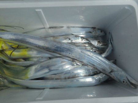 大進丸（愛知） 釣果