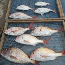 大進丸（愛知） 釣果