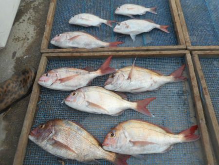 大進丸（愛知） 釣果