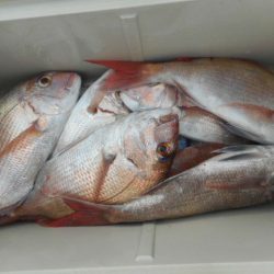 大進丸（愛知） 釣果