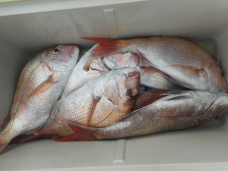 大進丸（愛知） 釣果