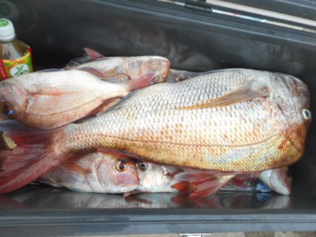 大進丸（愛知） 釣果