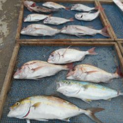 大進丸（愛知） 釣果