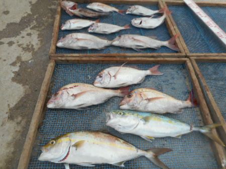 大進丸（愛知） 釣果