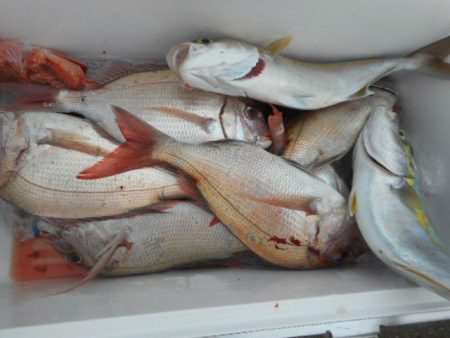 大進丸（愛知） 釣果