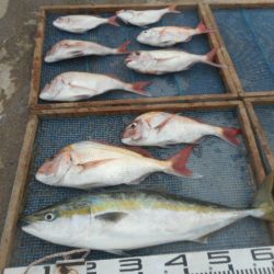 大進丸（愛知） 釣果