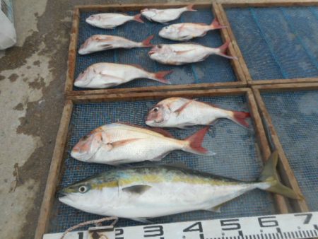 大進丸（愛知） 釣果