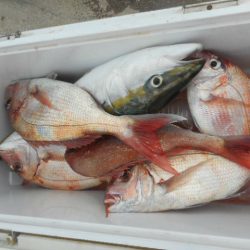 大進丸（愛知） 釣果