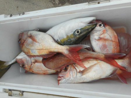 大進丸（愛知） 釣果