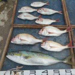 大進丸（愛知） 釣果