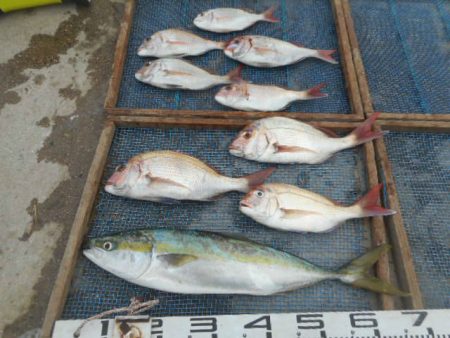 大進丸（愛知） 釣果