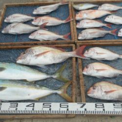 大進丸（愛知） 釣果