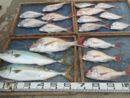 大進丸（愛知） 釣果