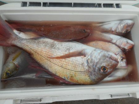 大進丸（愛知） 釣果