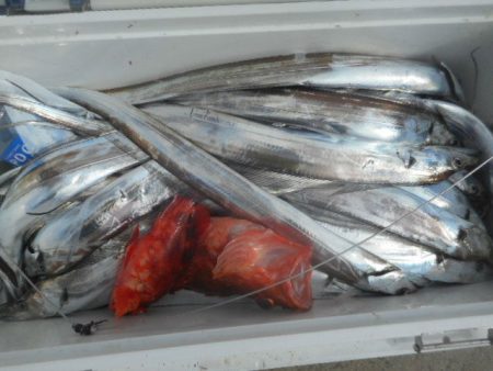 大進丸（愛知） 釣果